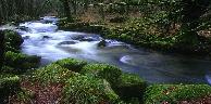 cornwall - Golitha woods